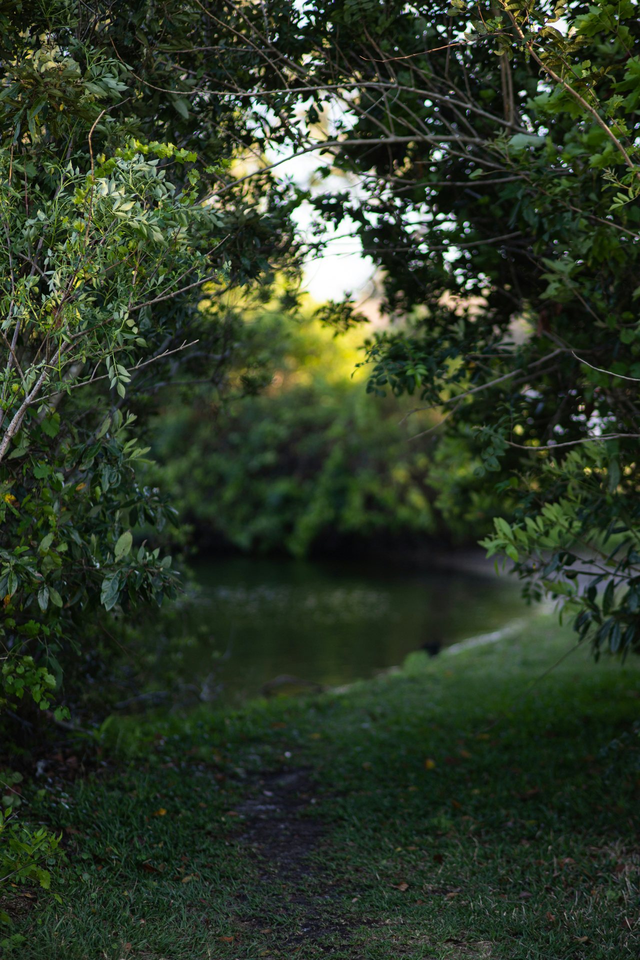 Outdoor View of waters through a tree